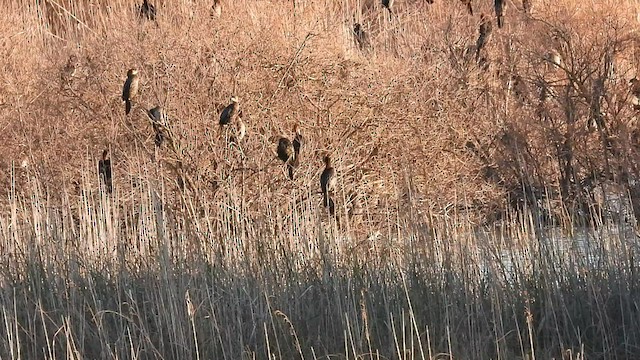 Pygmy Cormorant - ML523637201