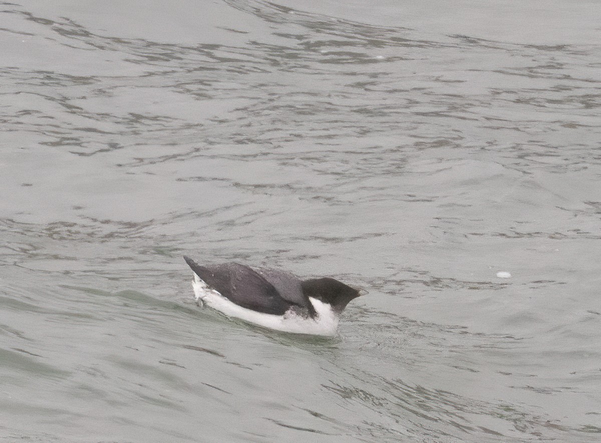 Guillemot à cou blanc - ML523637271