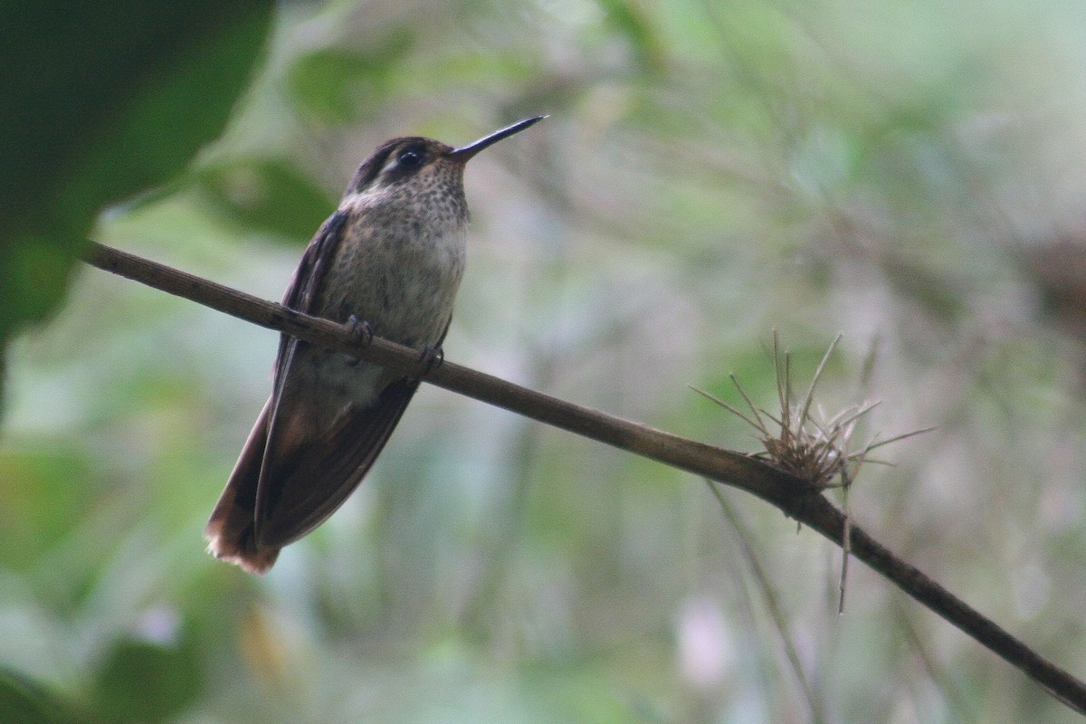 Colibri moucheté - ML523638021