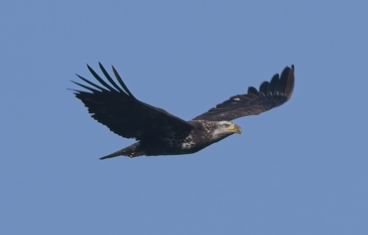 Bald Eagle - ML523638301