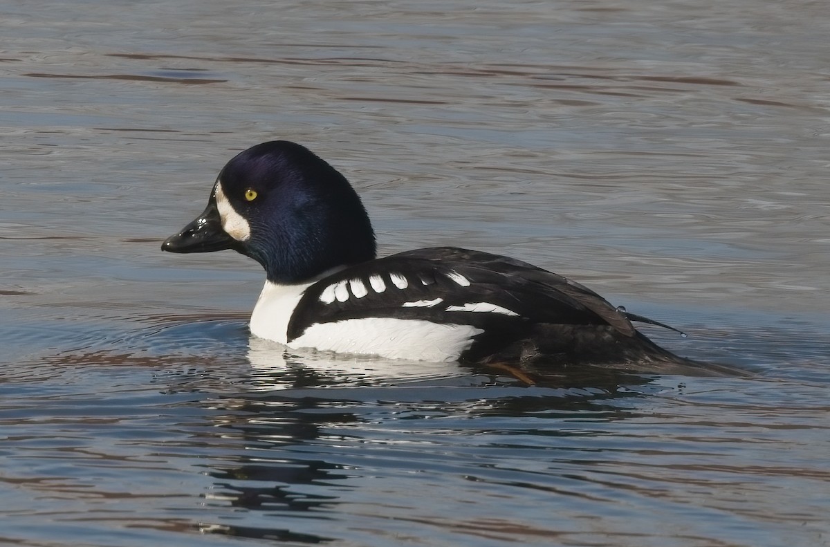 Barrow's Goldeneye - Kevin Ash