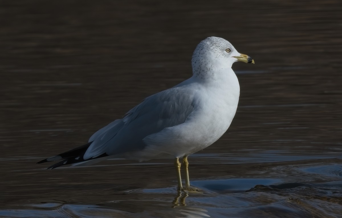 Ring-billed Gull - ML523638361