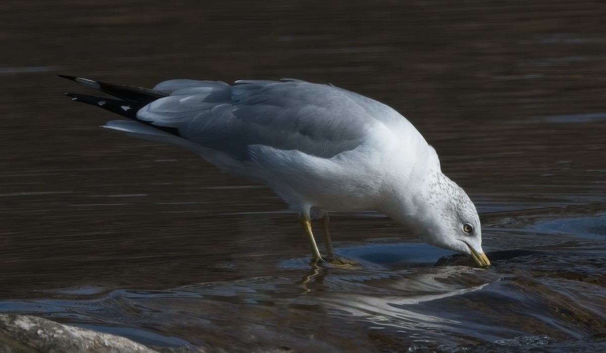 Ring-billed Gull - ML523638371