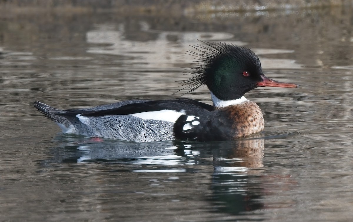 Red-breasted Merganser - ML523638421