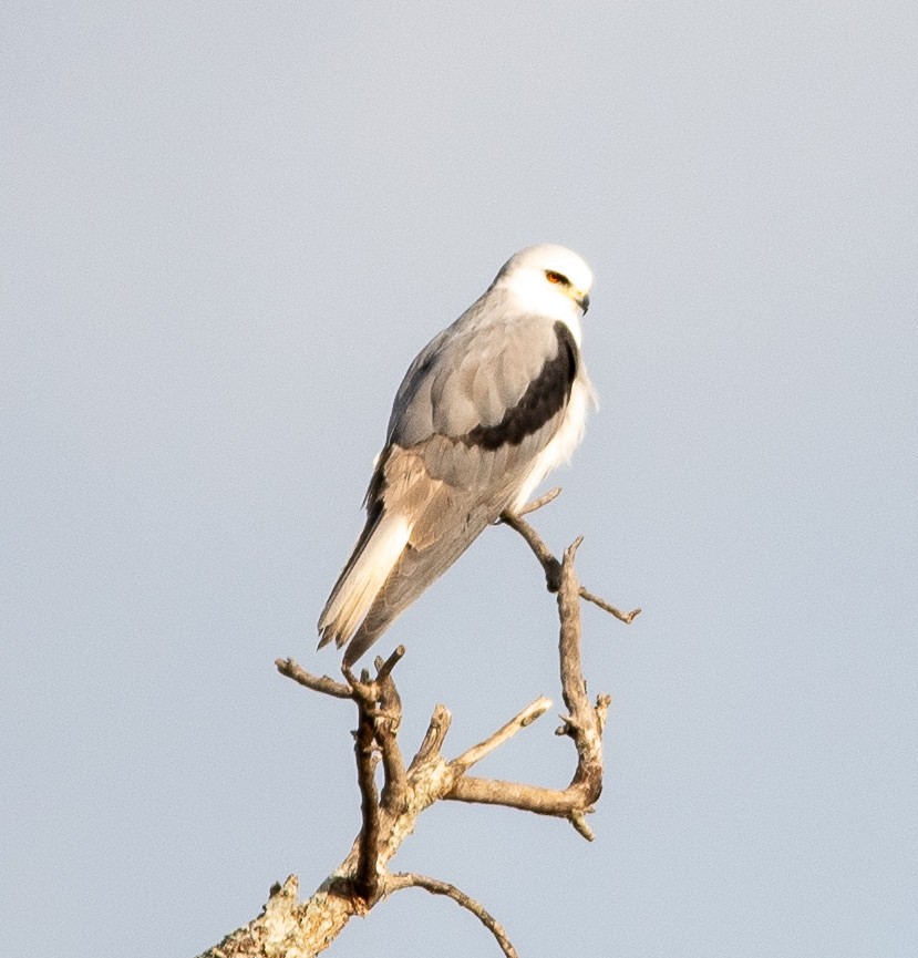 White-tailed Kite - ML523638961