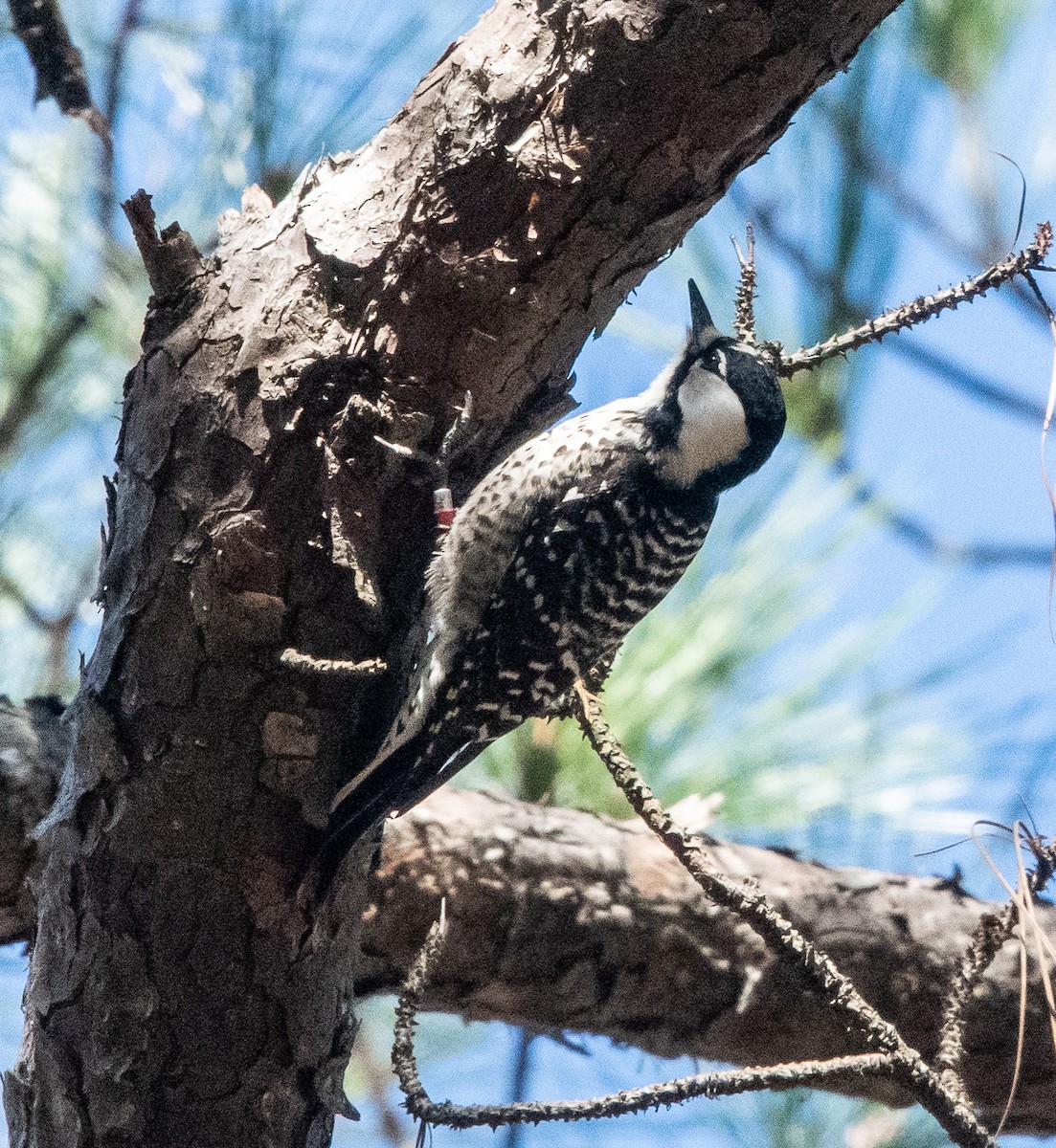 Red-cockaded Woodpecker - ML523639311