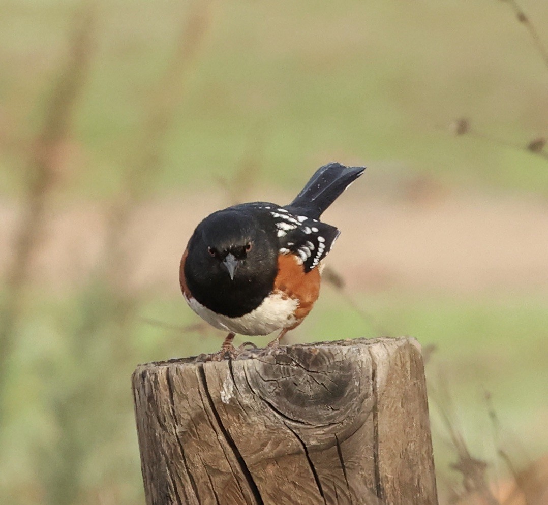 Spotted Towhee - ML523639491