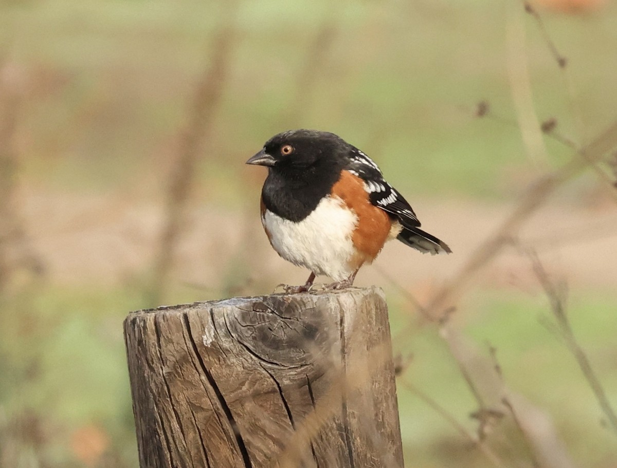 Spotted Towhee - ML523639501