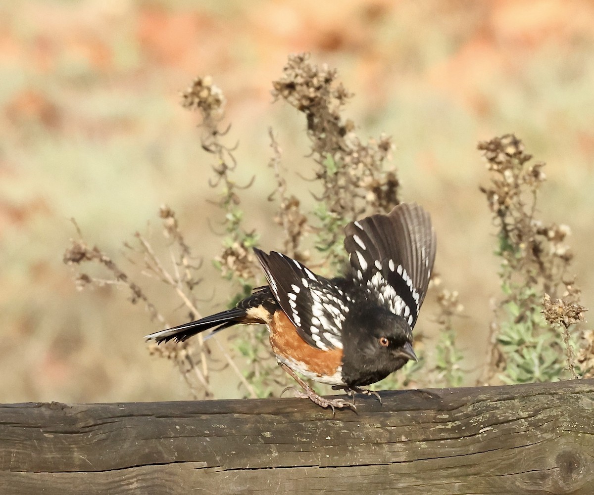 Spotted Towhee - ML523639511