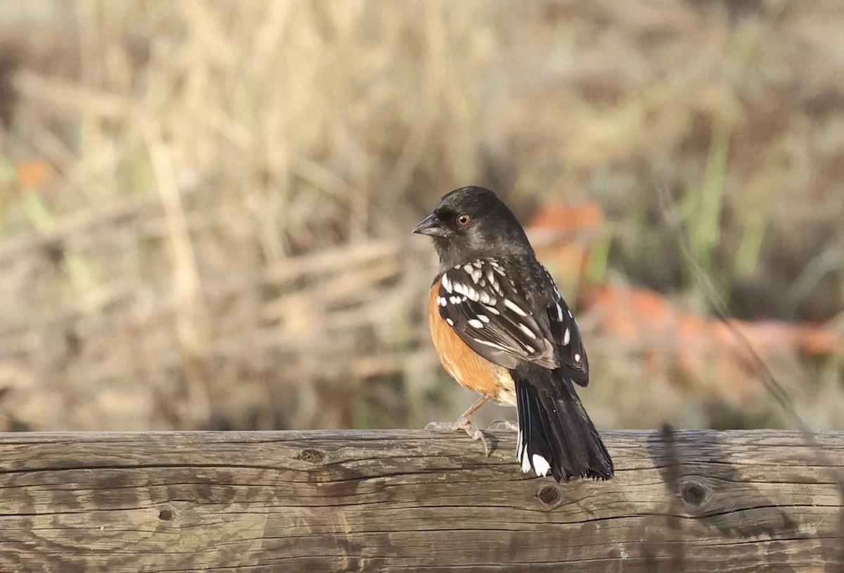 Spotted Towhee - ML523639581