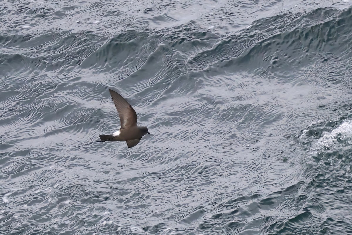 Wilson's Storm-Petrel - Jörg Hanoldt