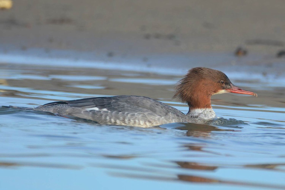 Common Merganser - Ergün Cengiz