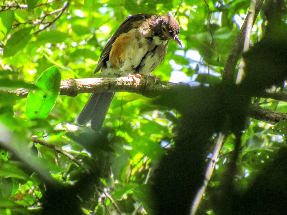 White-necked Thrush - ML523642521