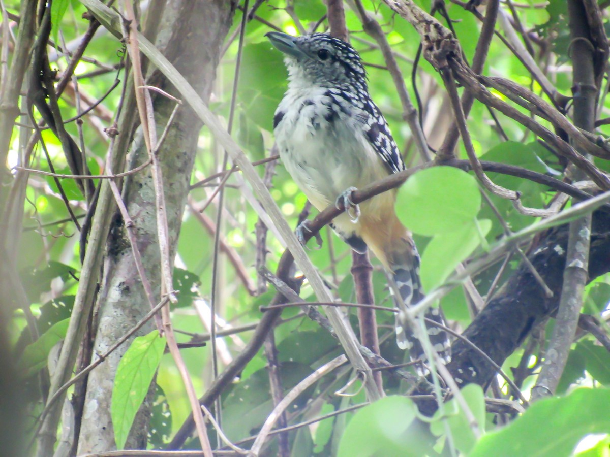 Spot-backed Antshrike - ML523642581