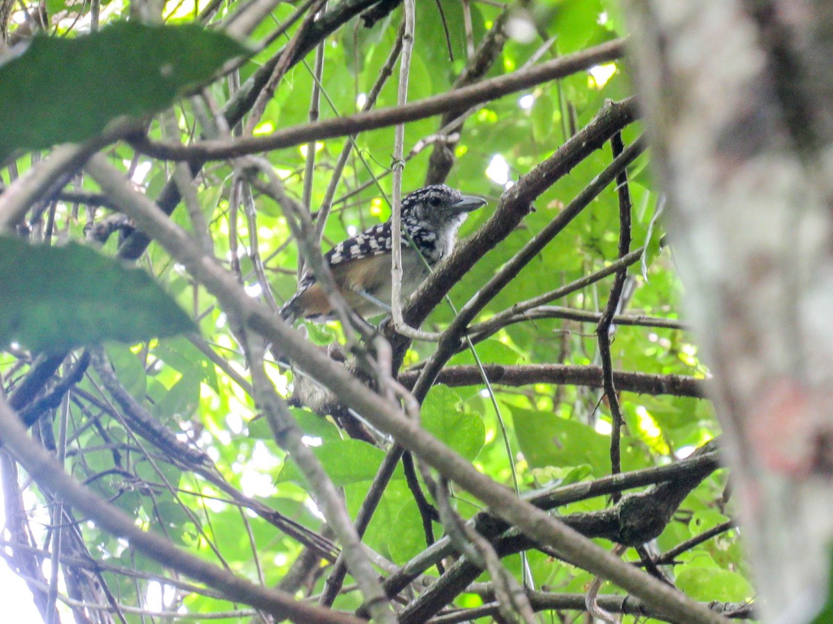 Spot-backed Antshrike - ML523642591