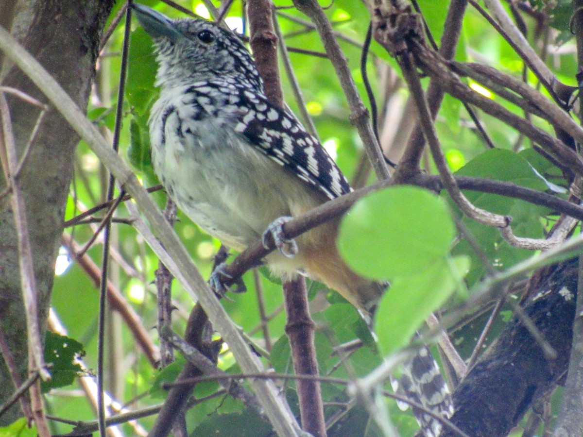 Spot-backed Antshrike - ML523642601