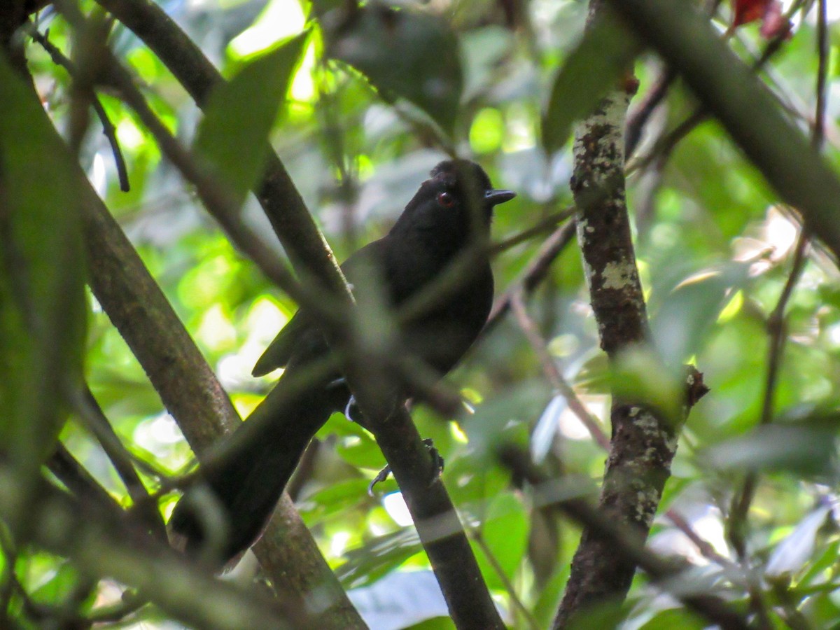 White-shouldered Fire-eye - ML523642651