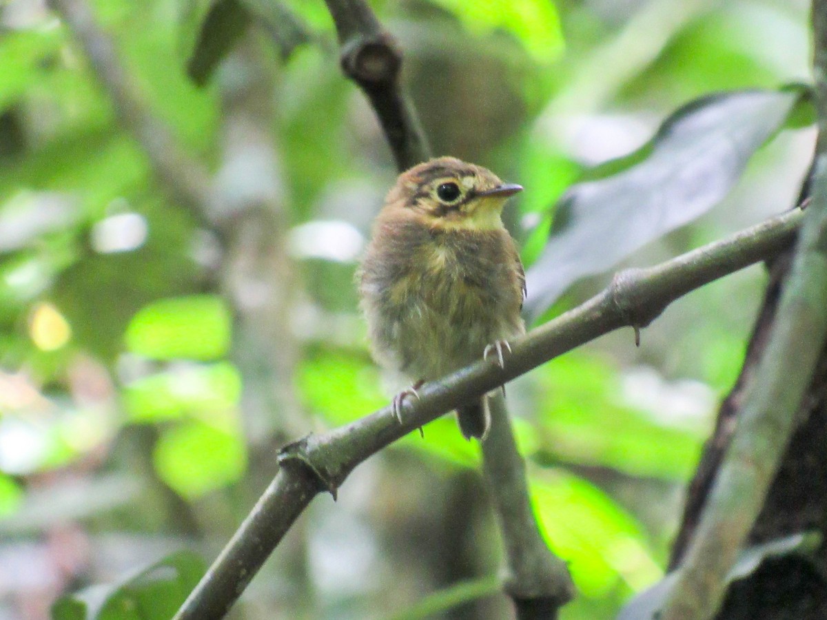 White-throated Spadebill - ML523642731