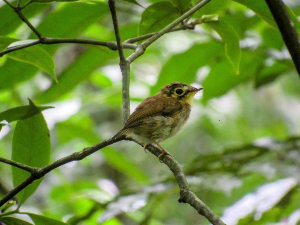 White-throated Spadebill - ML523642741