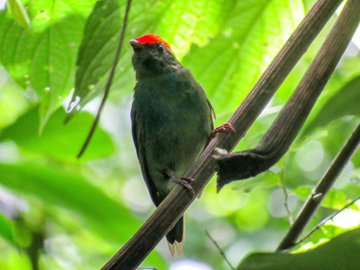 Swallow-tailed Manakin - ML523642771