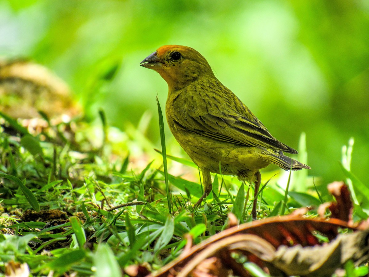 Saffron Finch - ML523642831