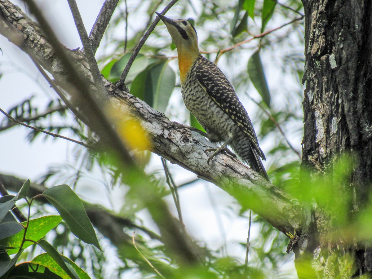 Campo Flicker - ML523642891