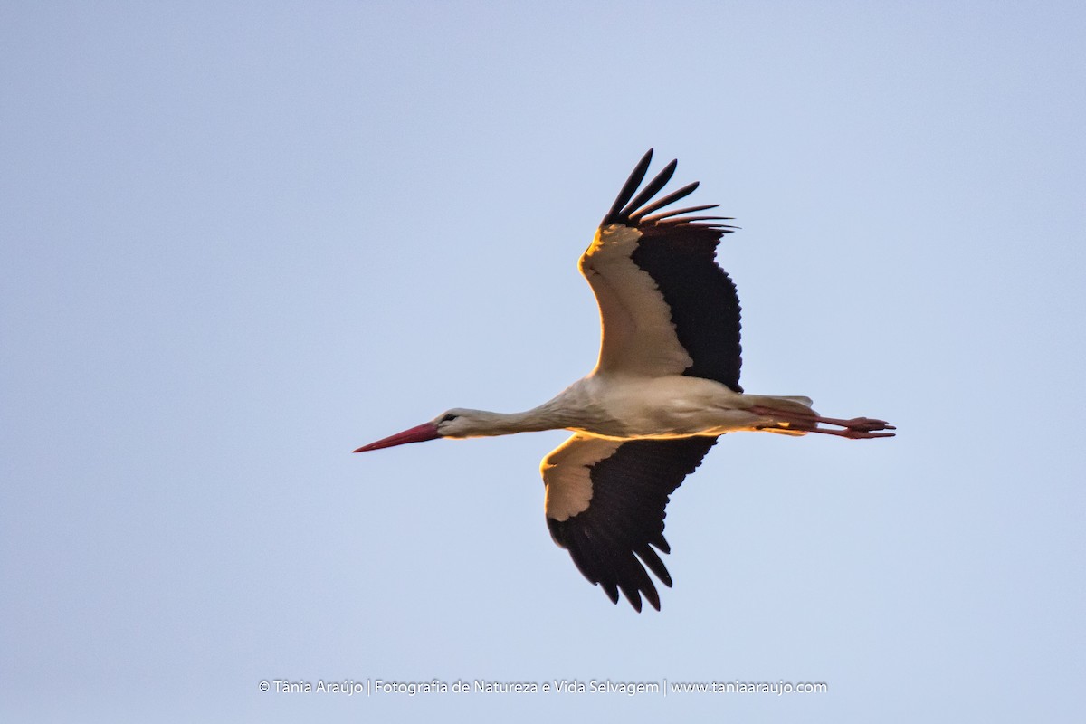 White Stork - ML52364291