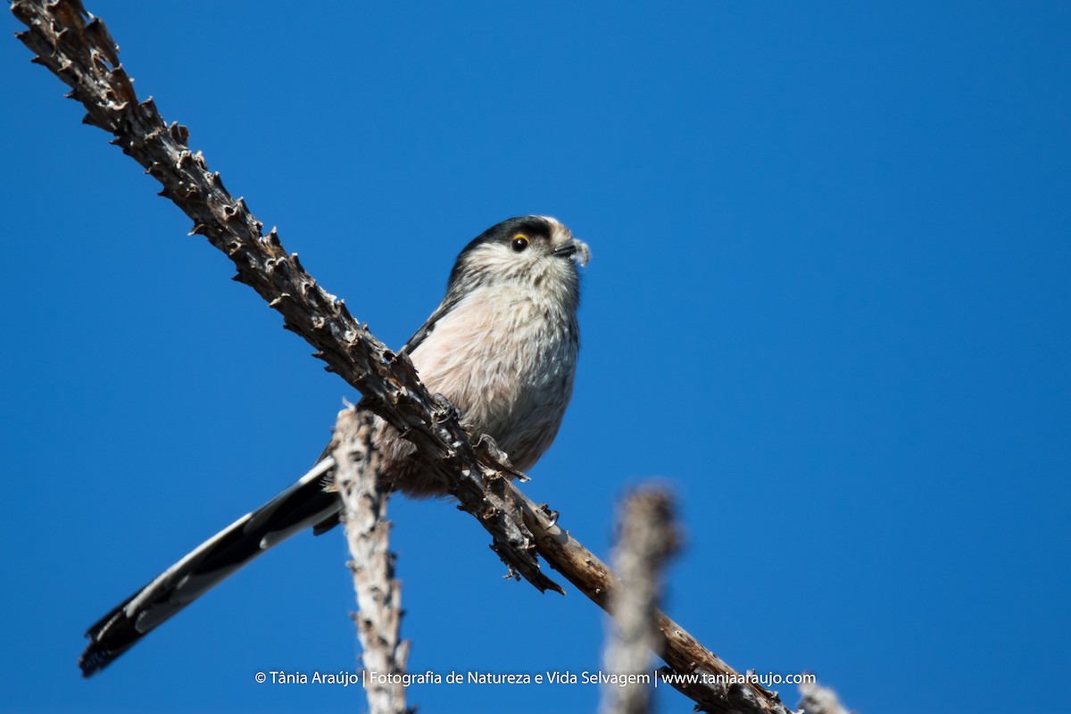 Long-tailed Tit - ML52364301