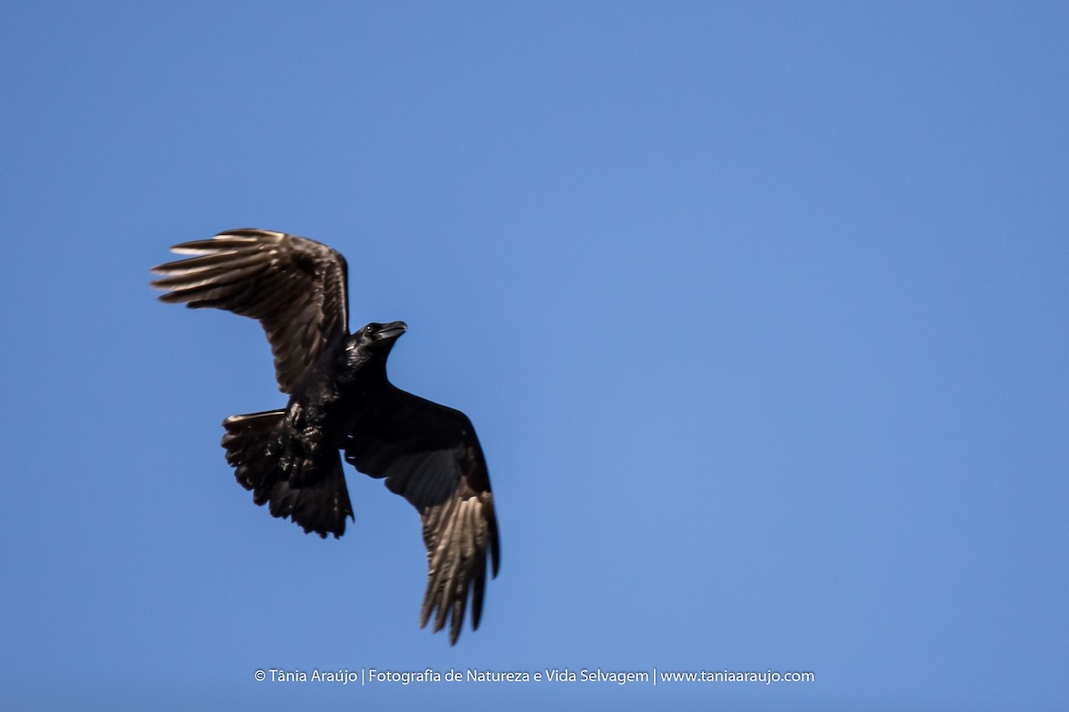 Common Raven - Tânia Araújo