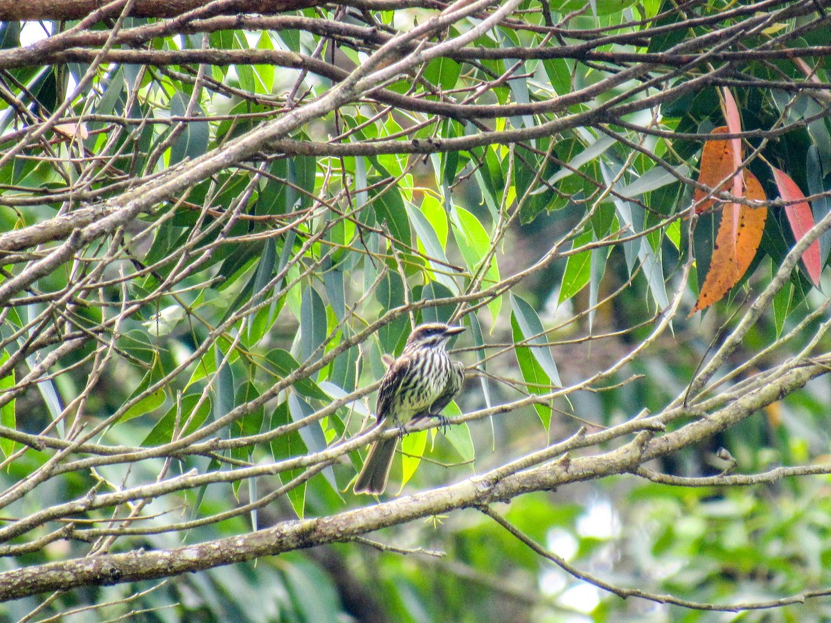 Streaked Flycatcher - ML523643201