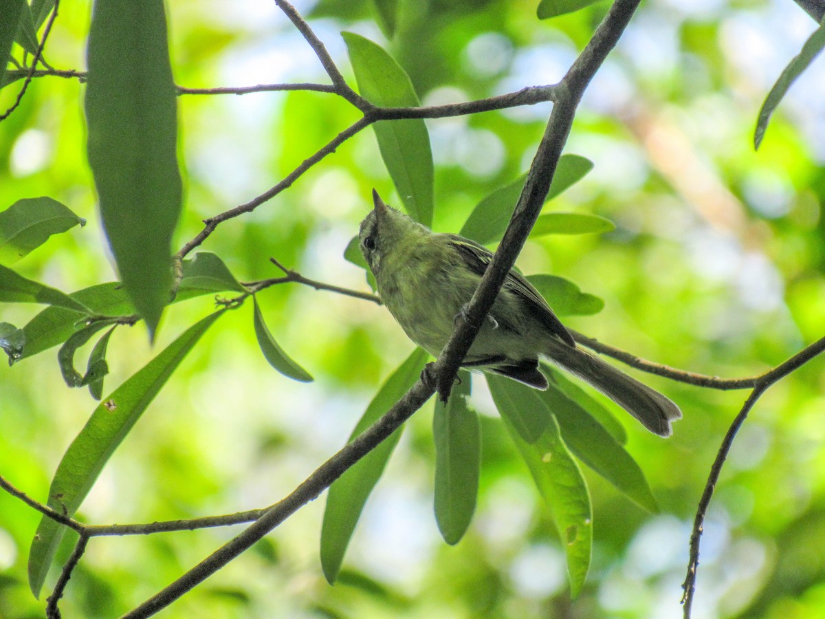 Restinga Tyrannulet - ML523643281