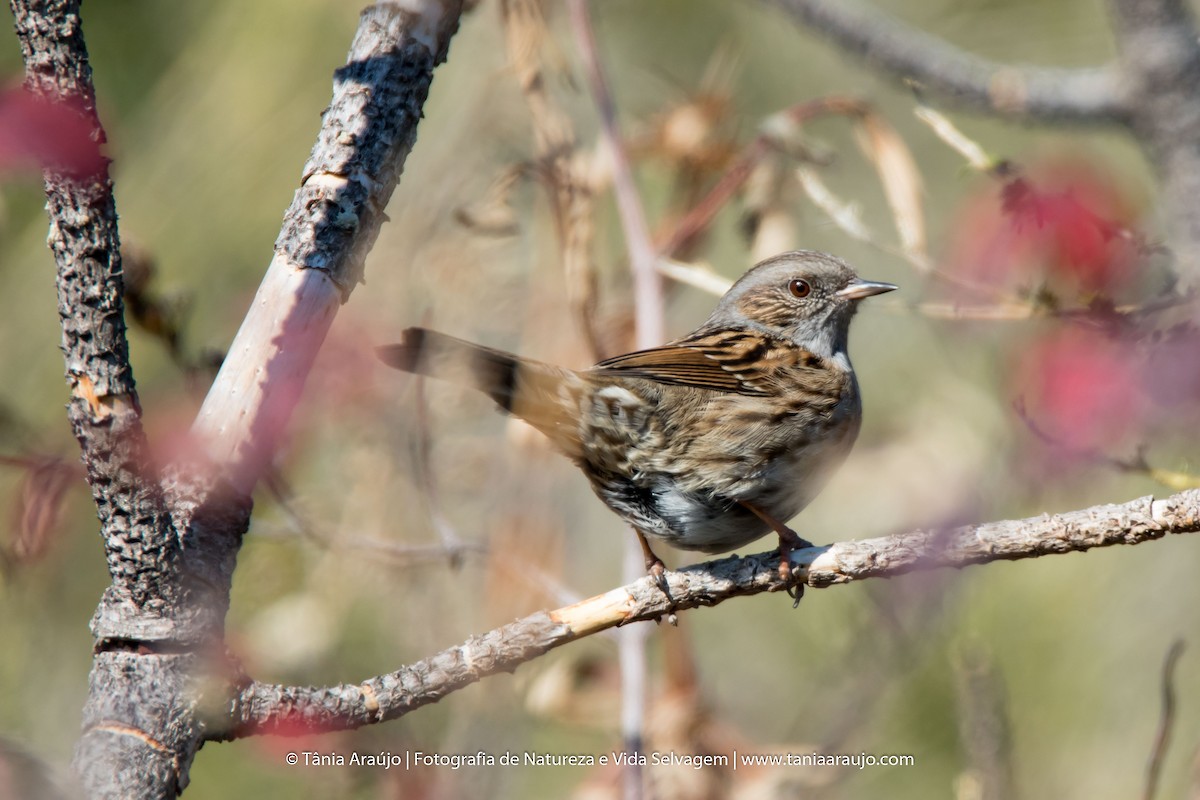 Dunnock - ML52364341