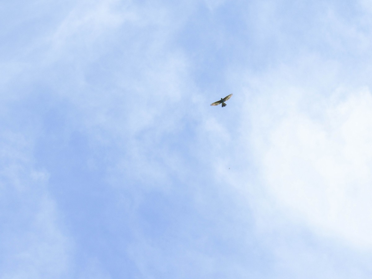 Rufous-thighed Kite - ML523643431