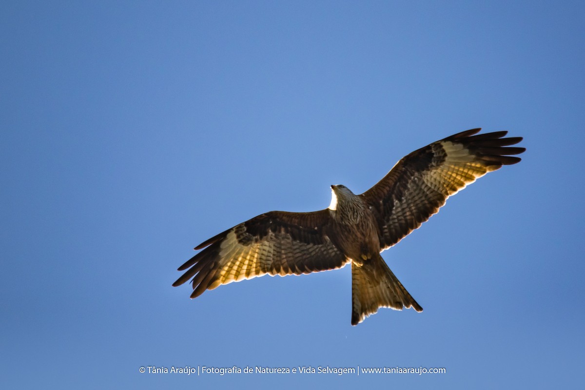 Red Kite - ML52364351