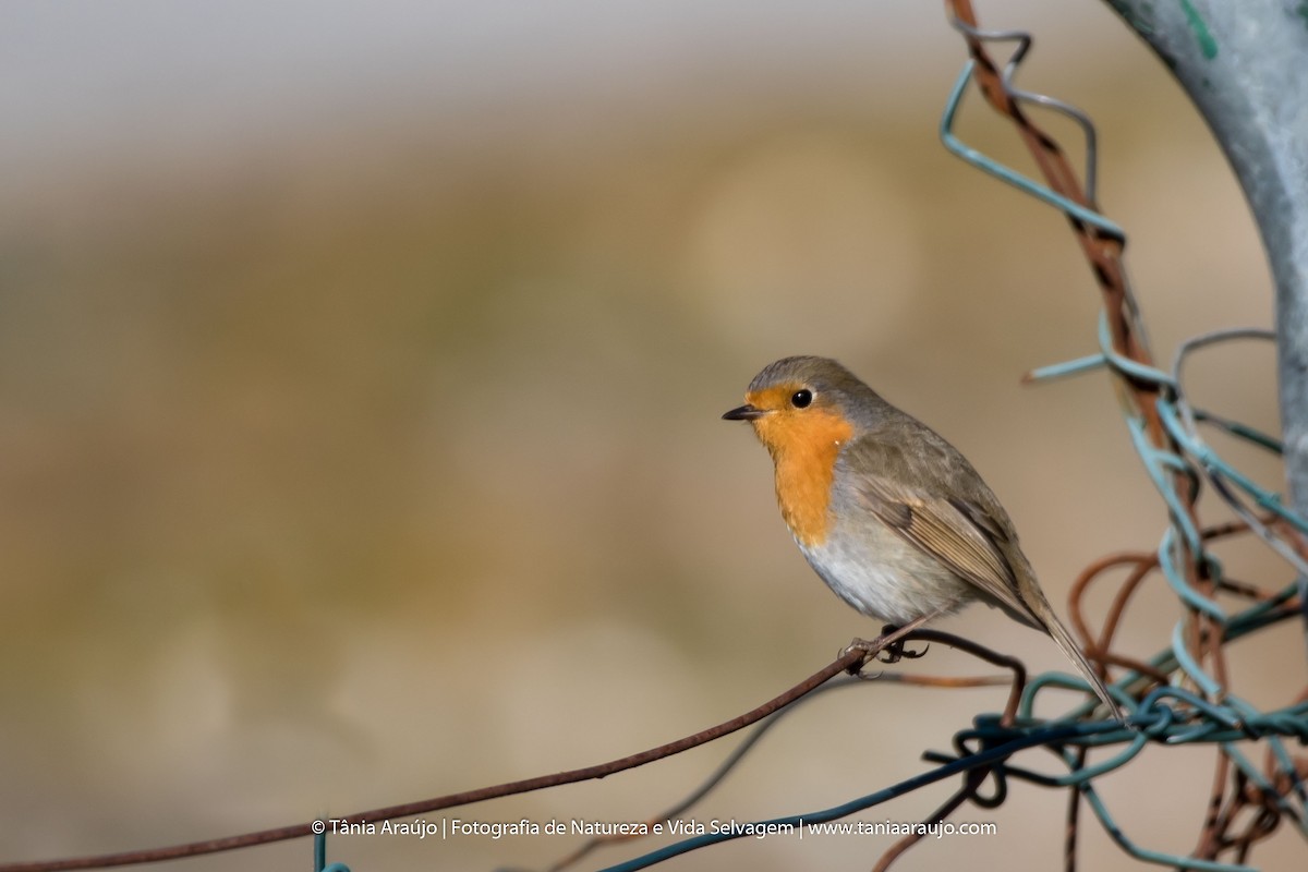 European Robin - Tânia Araújo