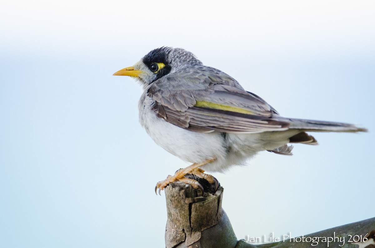 Noisy Miner - ML52364691