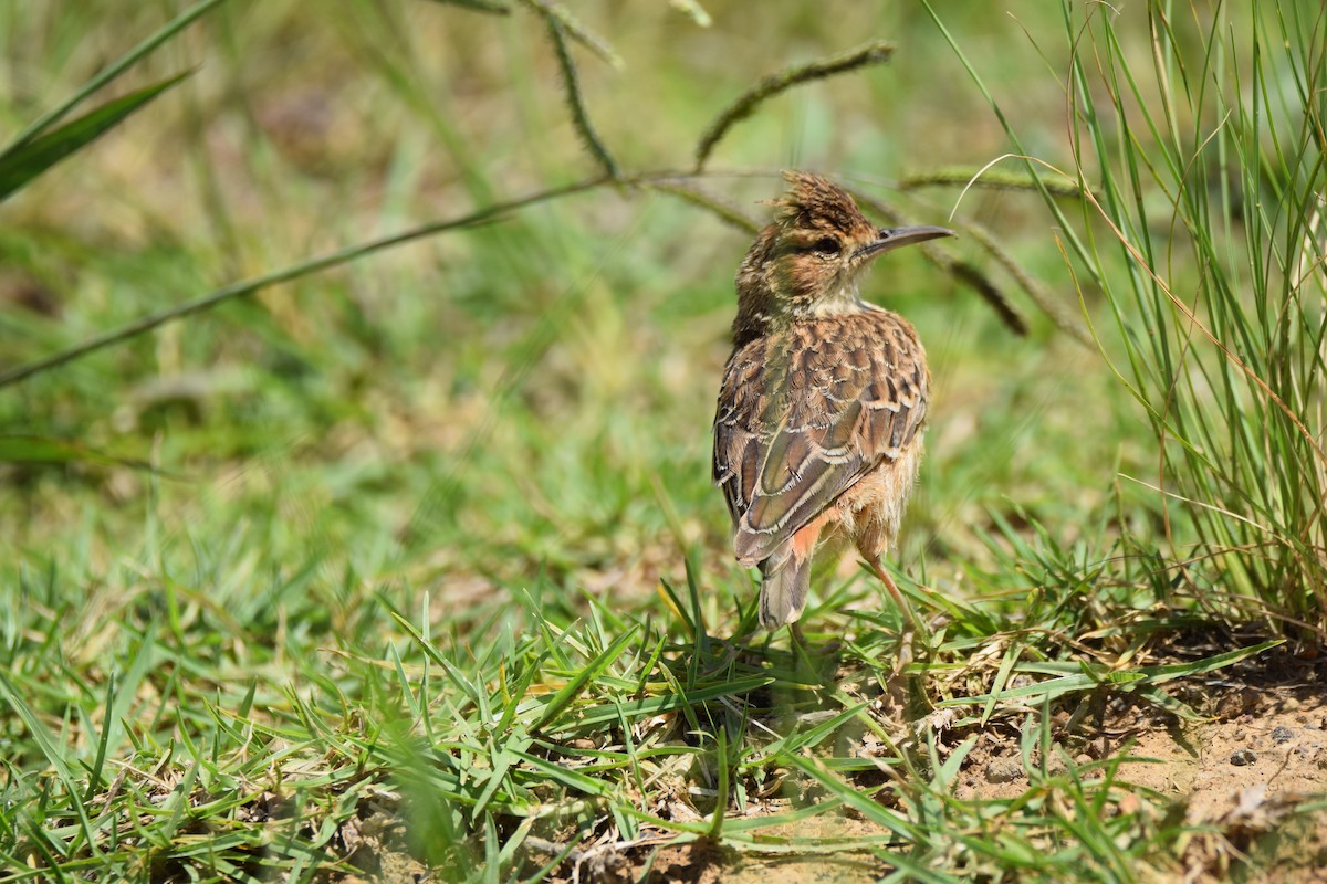 Spike-heeled Lark (Spike-heeled) - Ryne Rutherford