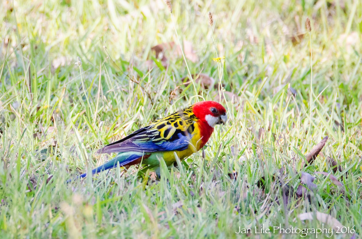 Eastern Rosella - ML52364731