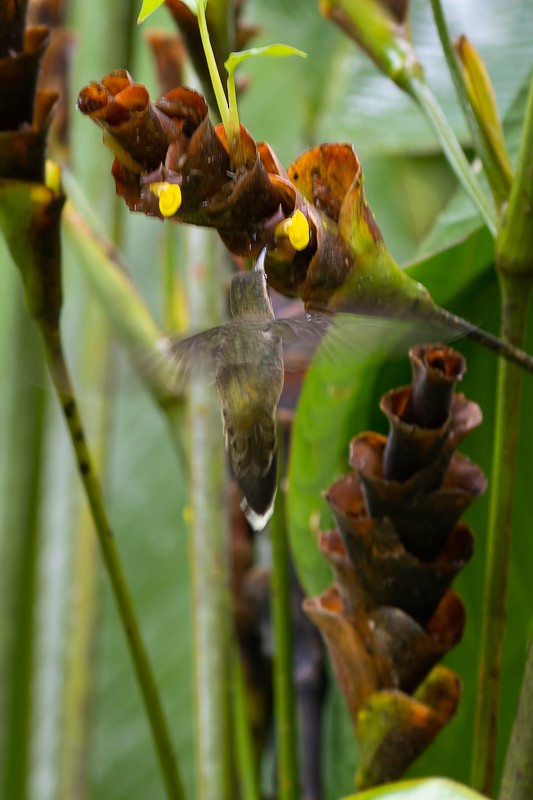 Полосатохвостый колибри-отшельник - ML523647941