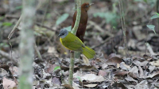 Tangara Cabecigrís - ML523648311