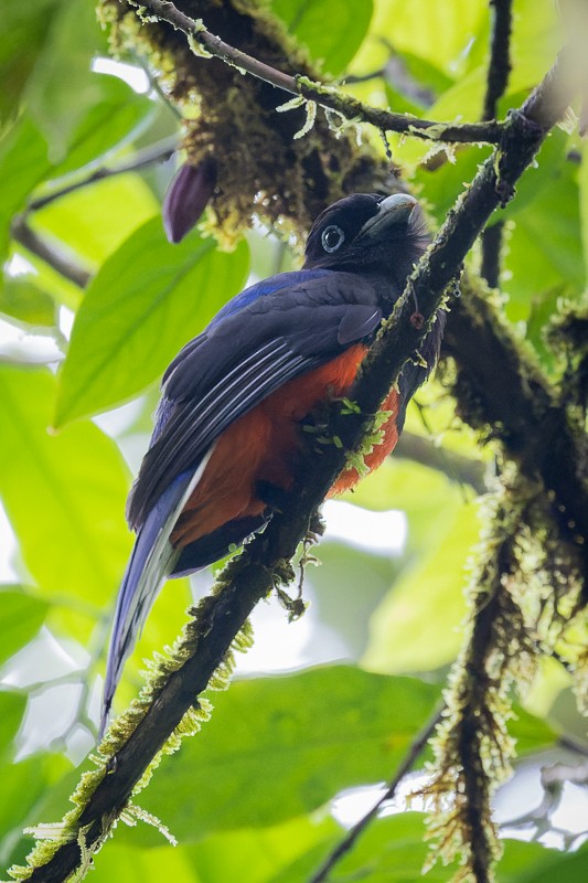 Baird's Trogon - Roland Kilcher