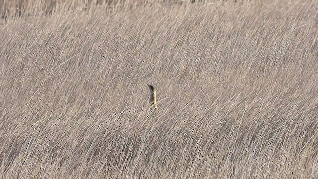 Eurasian Bittern - ML523648491