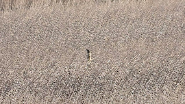 Great Bittern - ML523648491