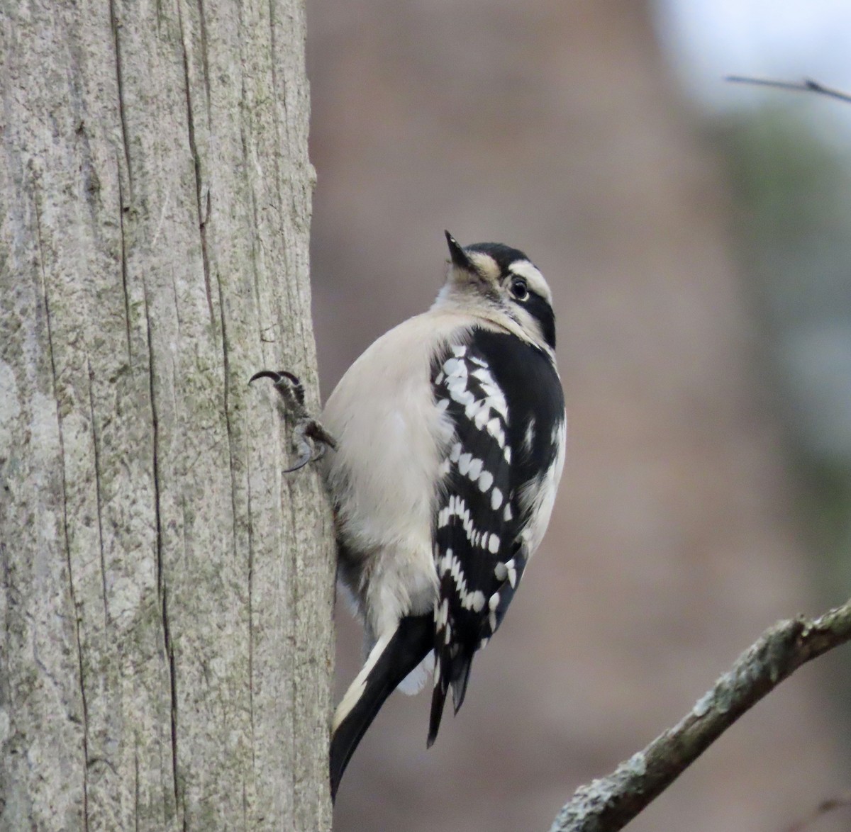 Downy Woodpecker - ML523649001
