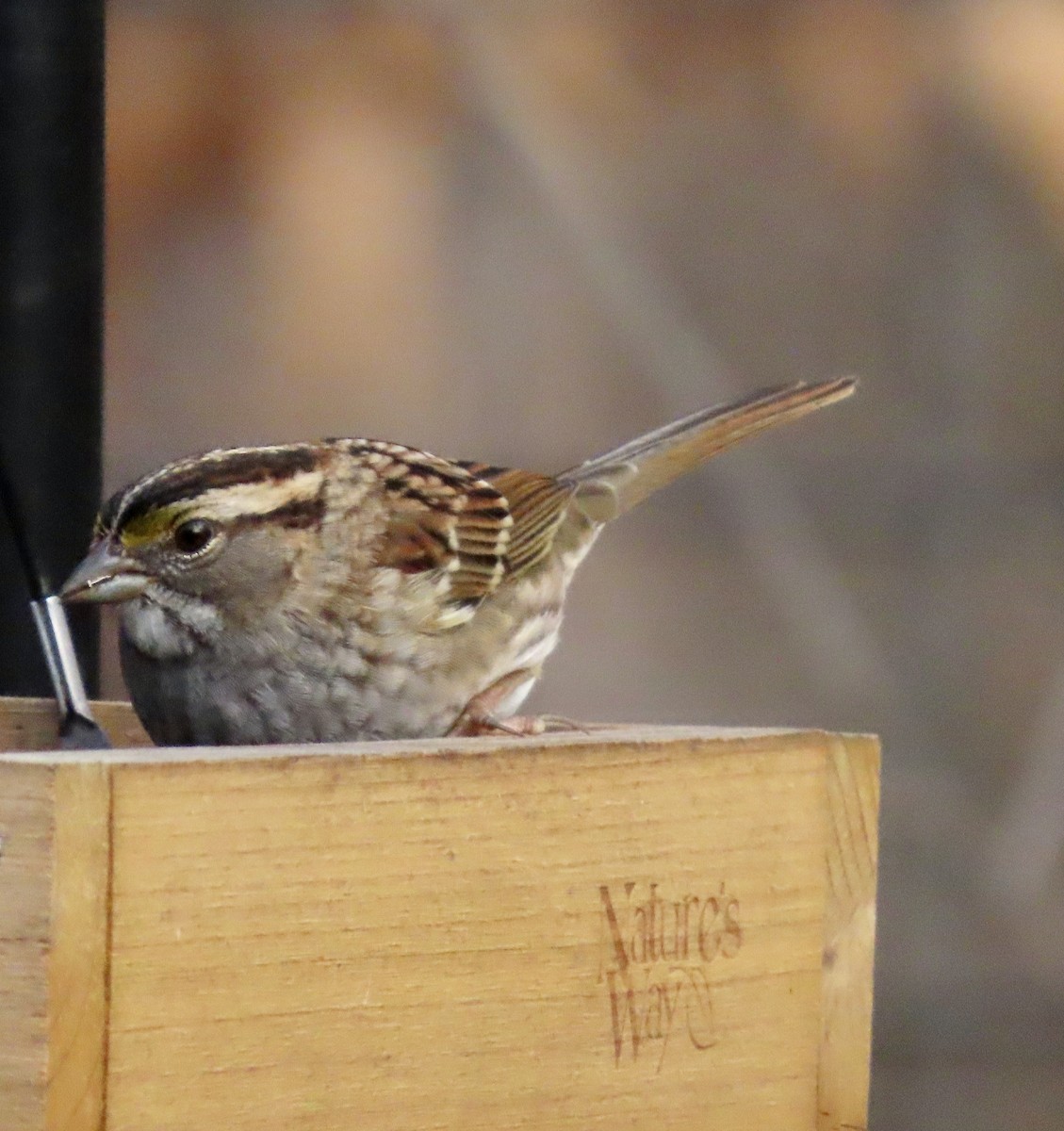 White-throated Sparrow - ML523649481