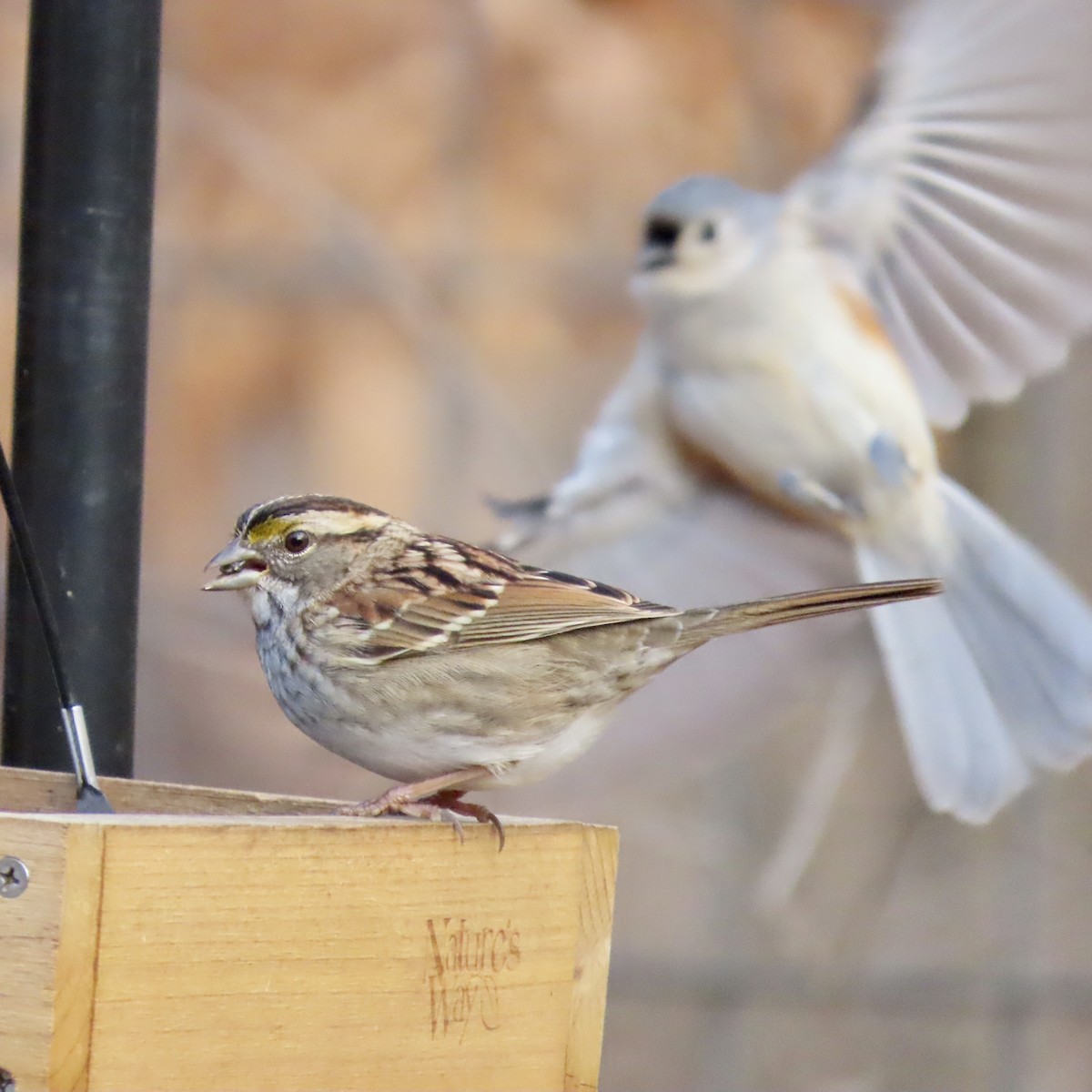 White-throated Sparrow - ML523649491