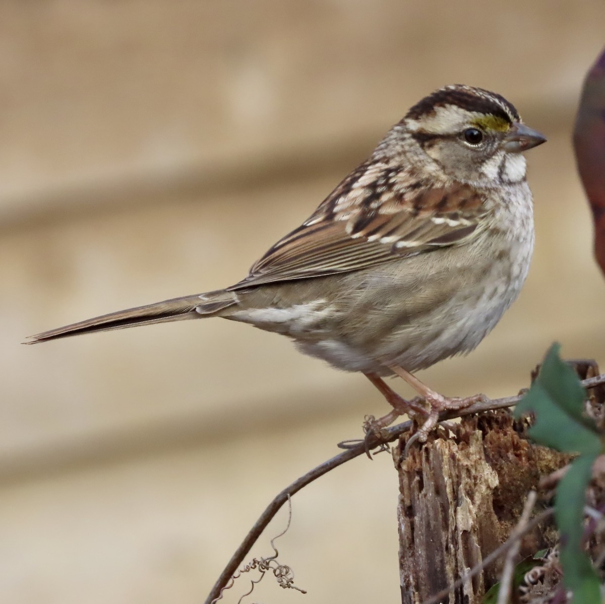 White-throated Sparrow - ML523649501