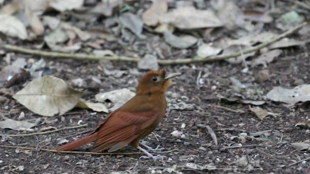 Ruddy Woodcreeper - ML523649511