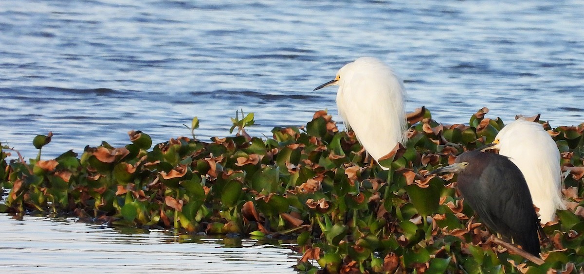 Little Blue Heron - Cheryl Huner