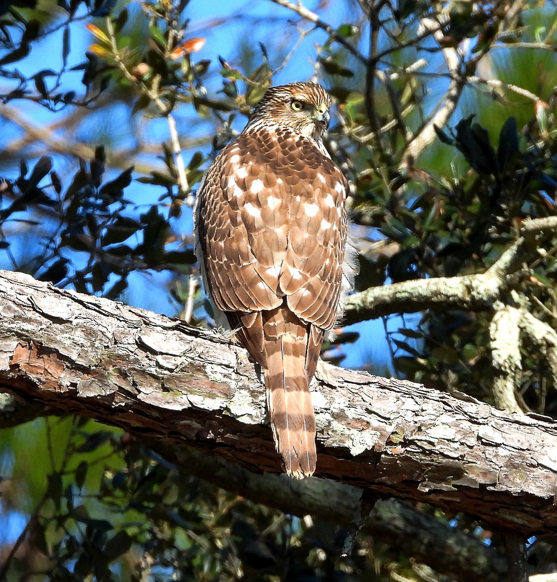 Cooper's Hawk - ML523650561